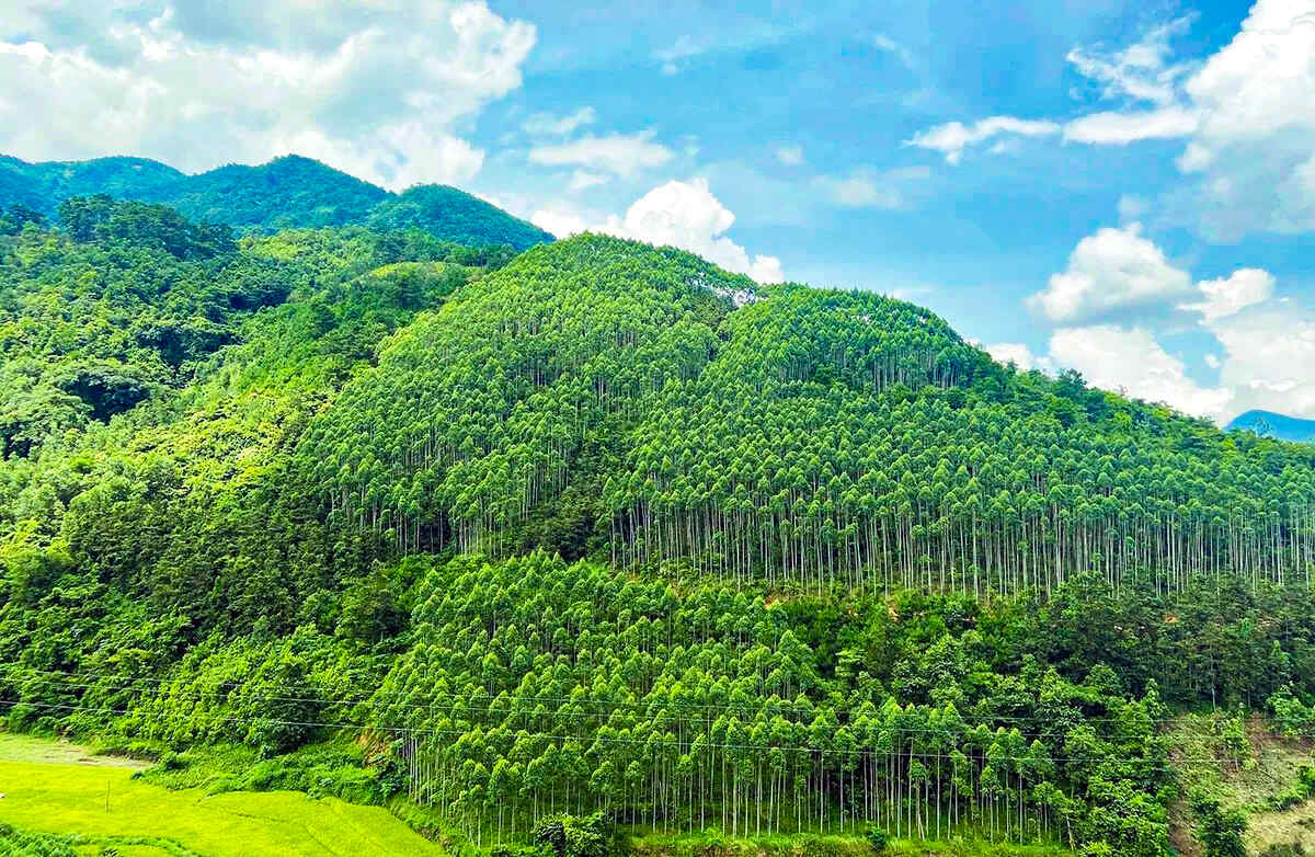 Bộ Nông nghiệp và Môi trường công bố dữ liệu và bản đồ hiện trạng rừng